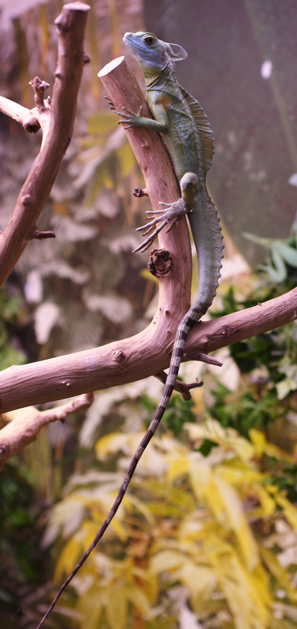Afficher le média basiliscus_plumifrons3md basiliscus_plumifrons3md