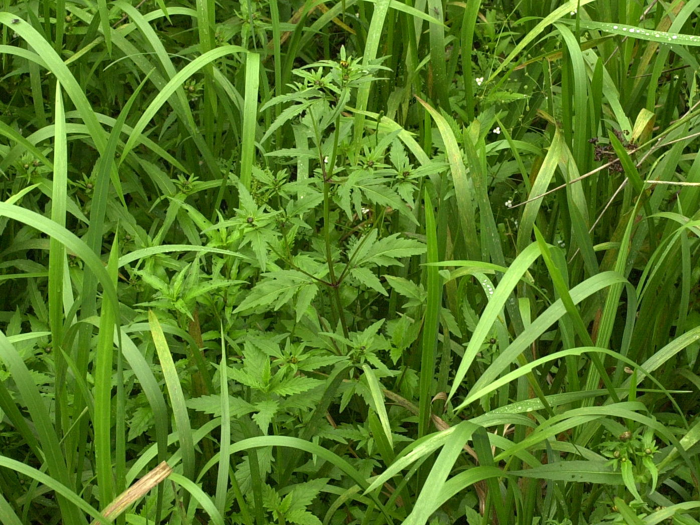 bidens_tripartita3md