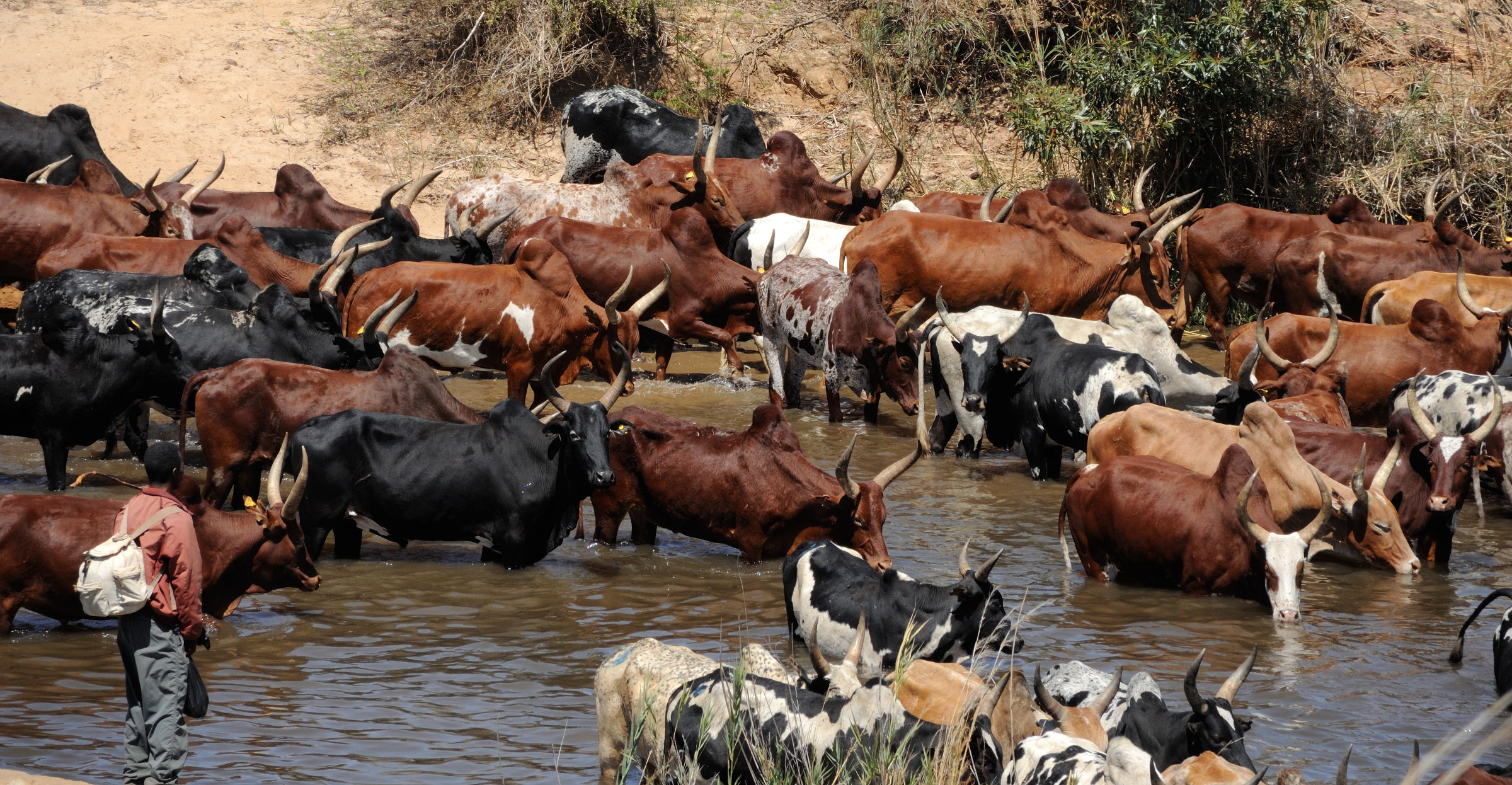 bos_taurus_indicus4md