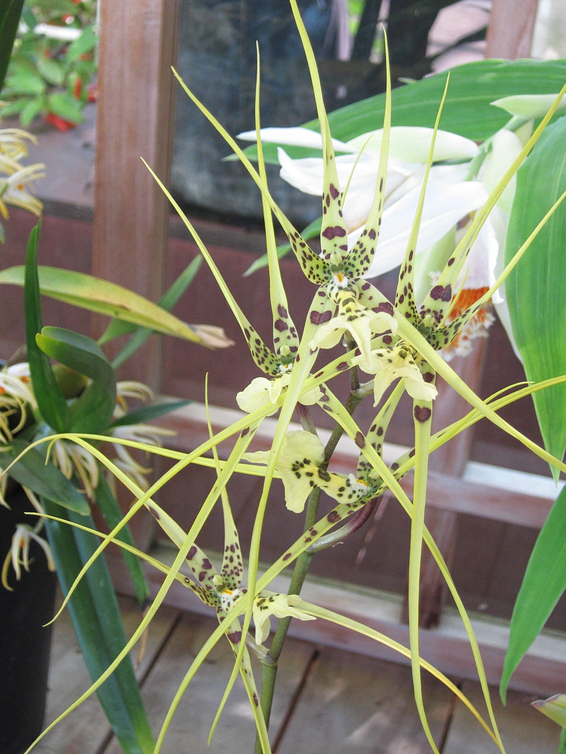 brassia_caudata1bd