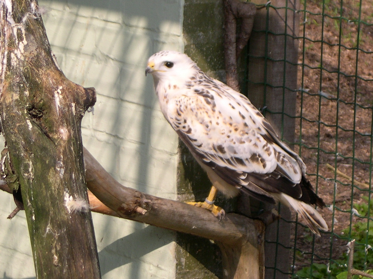 buse_variable_-_buteo_buteo4md