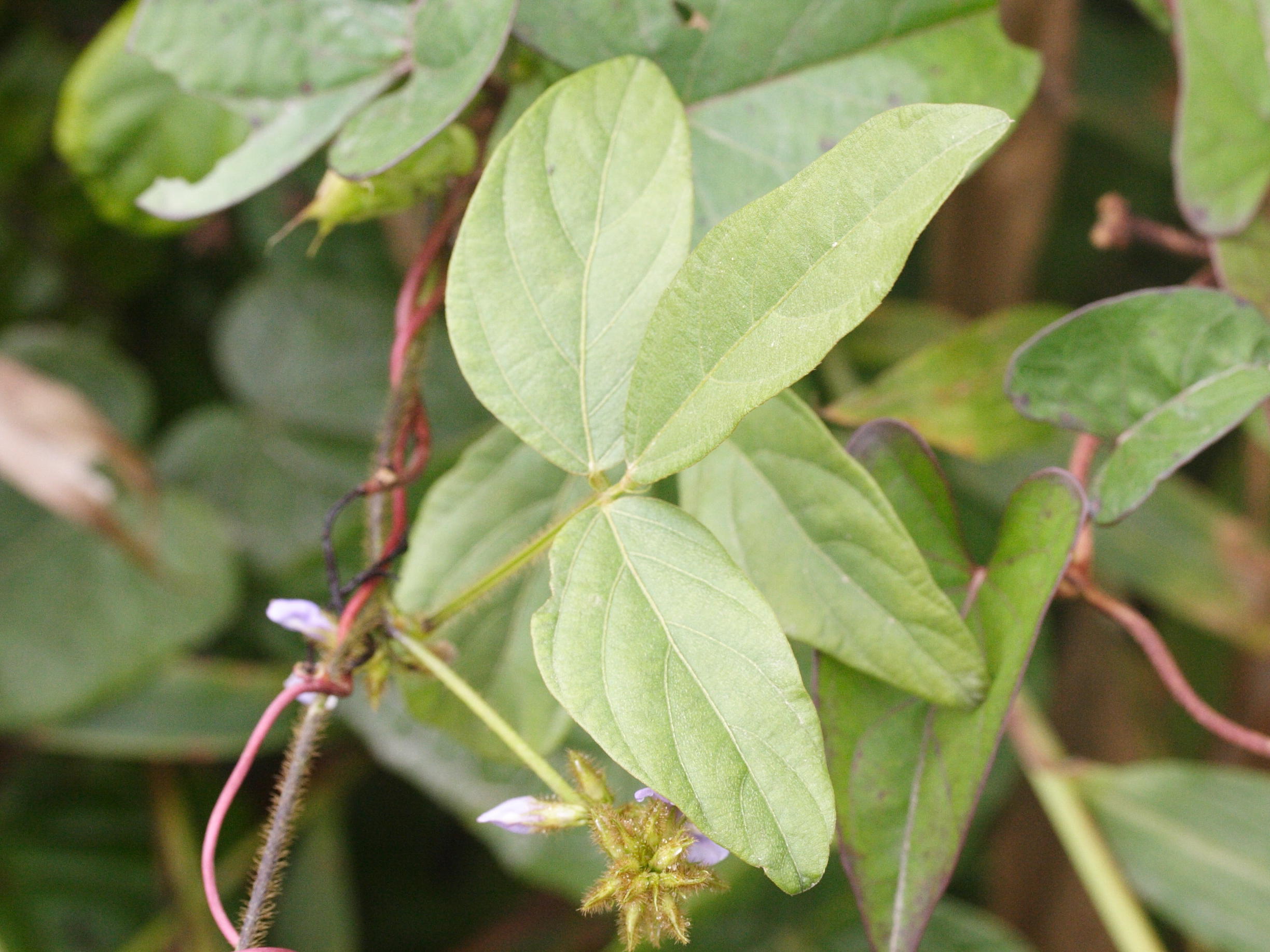 calopogonium_mucunoides4md