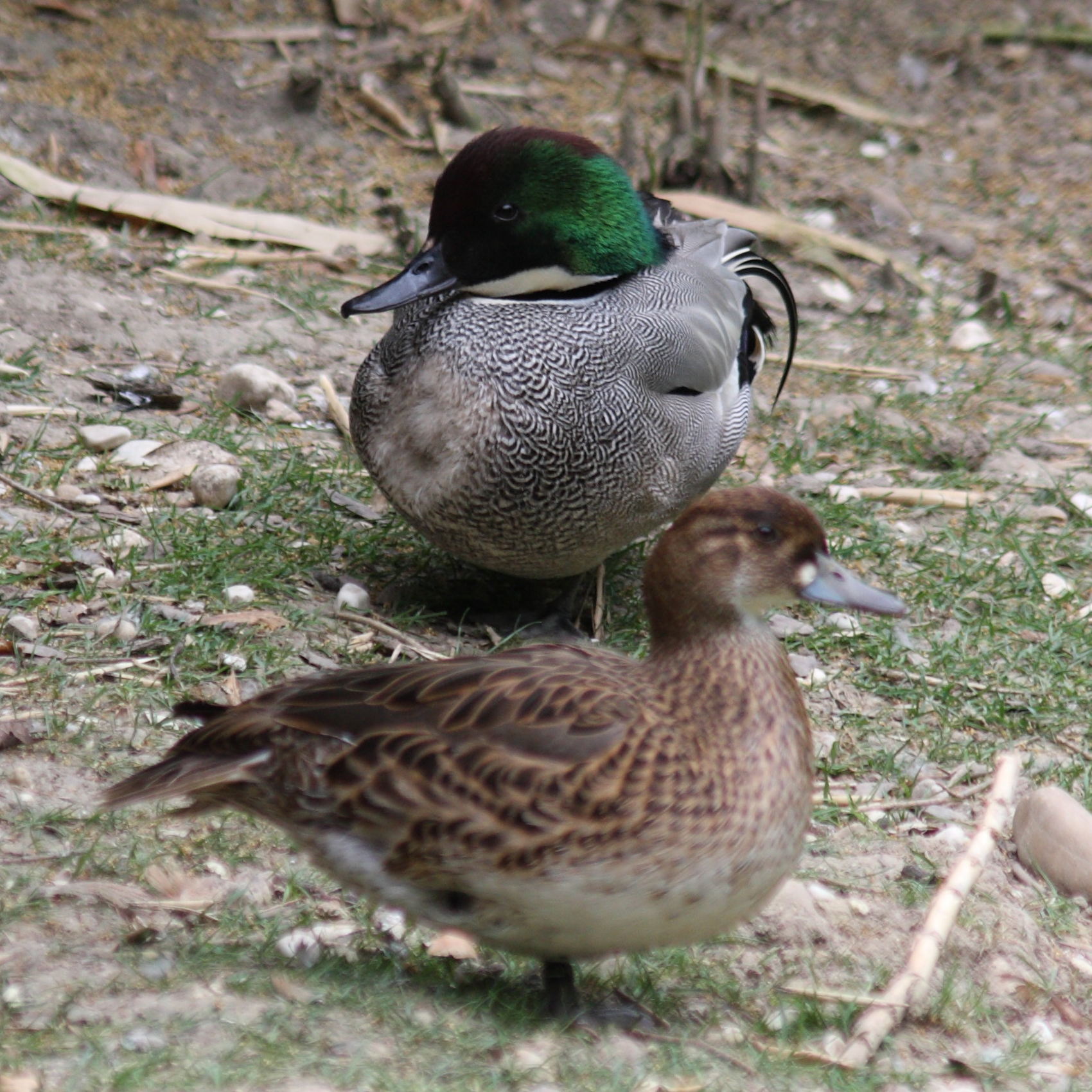 canard_a_faucilles_-_anas_falcata1sd