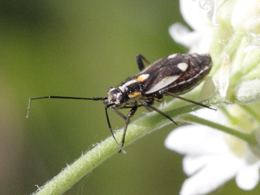 capsodes_sulcatus2bd