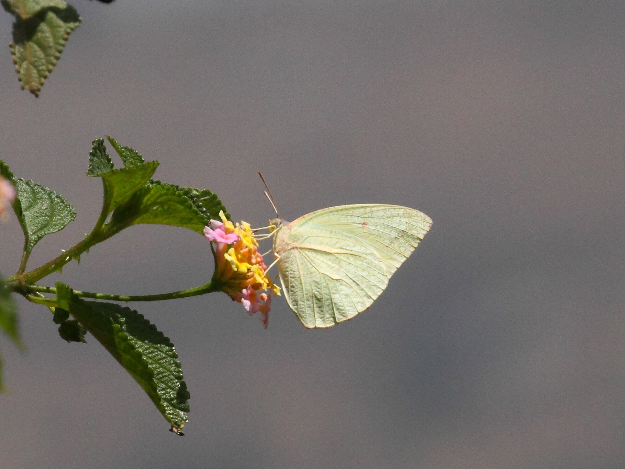 catopsilia_florella3bd