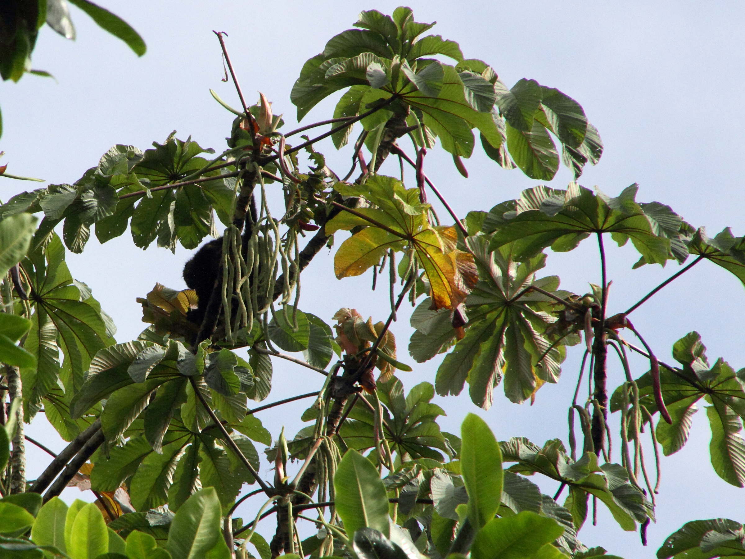 cecropia_obtusifolia1md