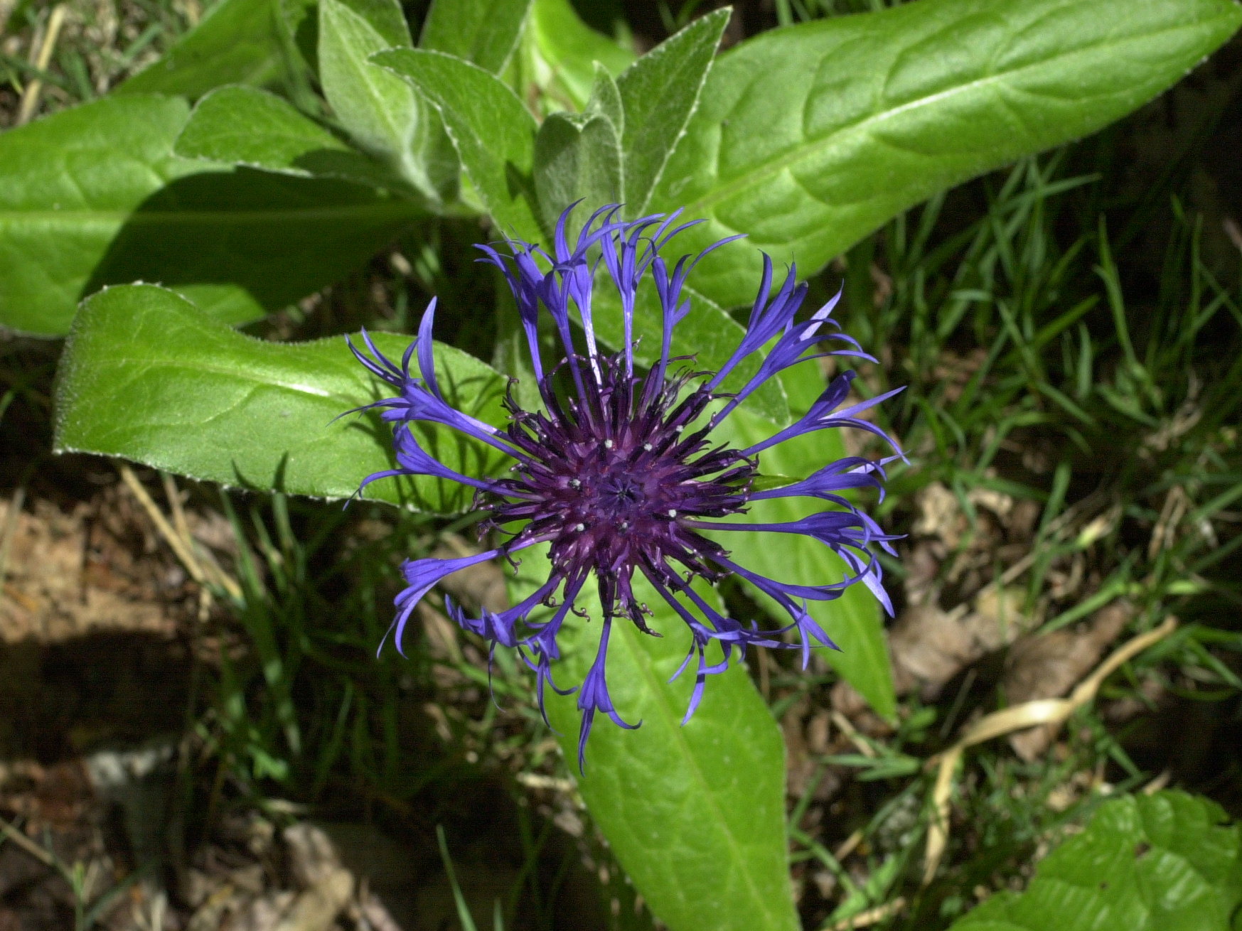 Afficher le média centaurea_montana2md centaurea_montana2md