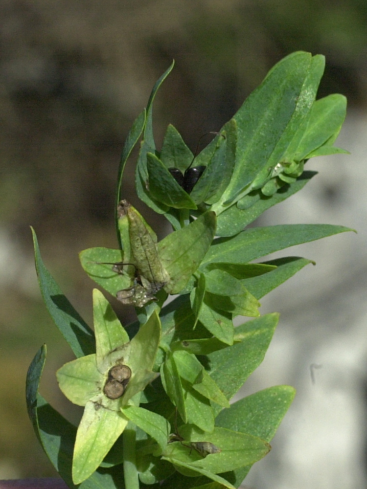 cerinthe_glabra2md