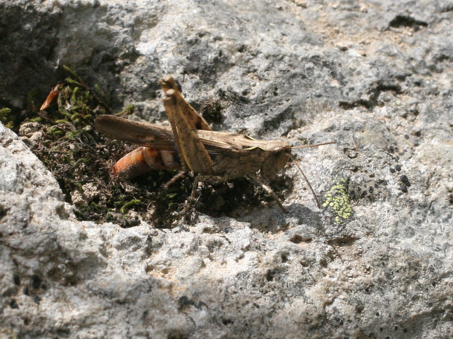 chorthippus_vagans1md