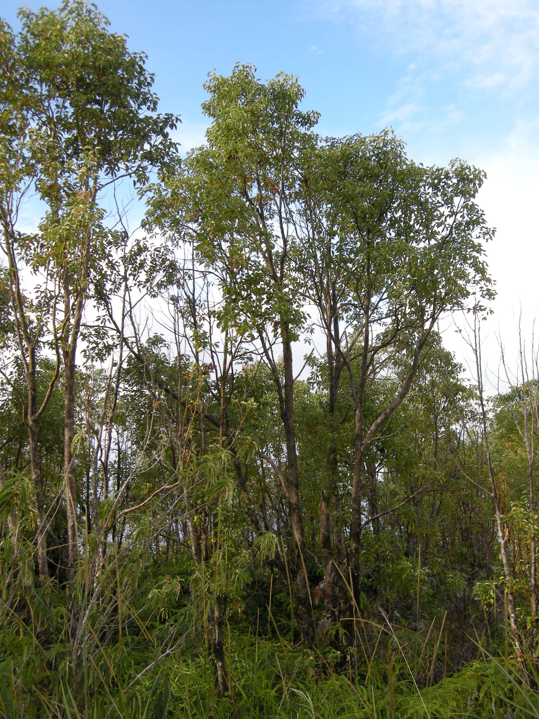 cinnamomum_camphora7md