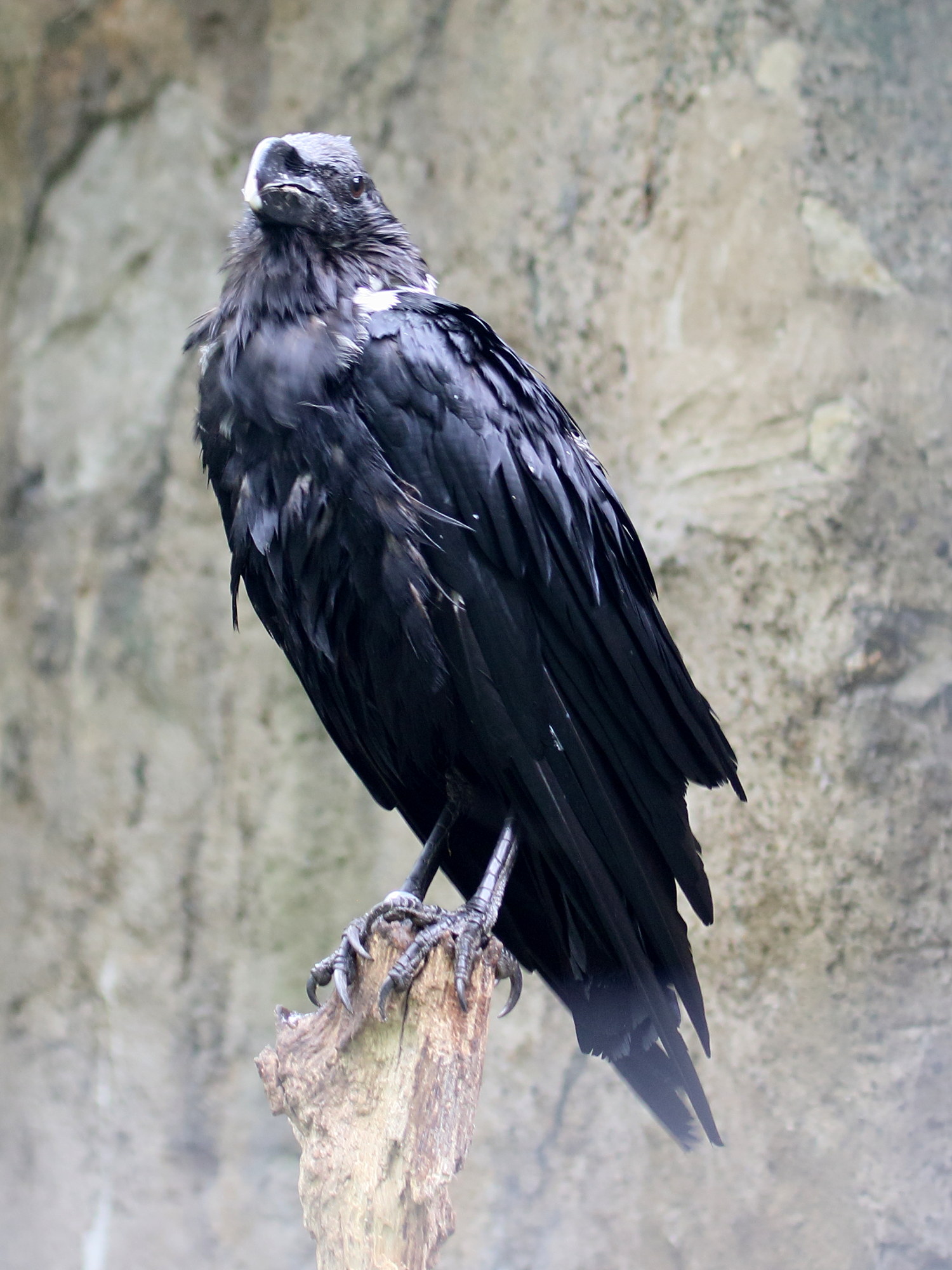 Afficher le média corbeau_a_nuque_blanche_-_corvus_albicollis2bd corbeau_a_nuque_blanche_-_corvus_albicollis2bd