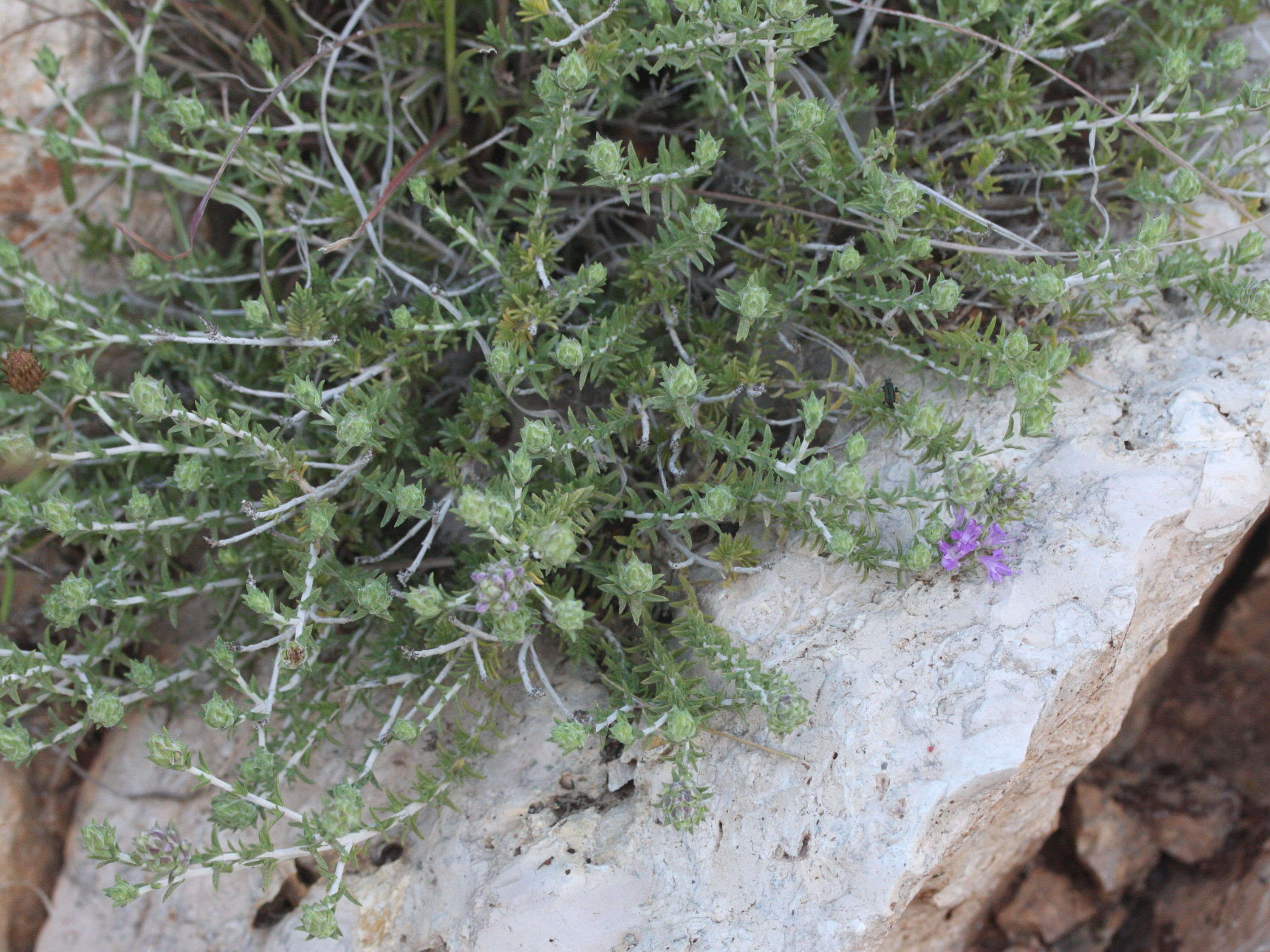 coridothymus_capitatus1md