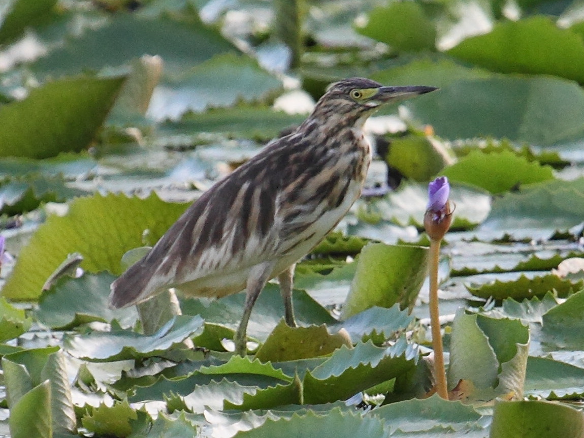 crabier_blanc_-_ardeola_idae5bd
