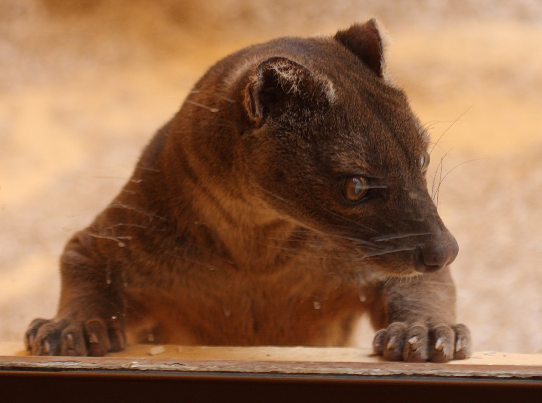 cryptoprocta_ferox1bd