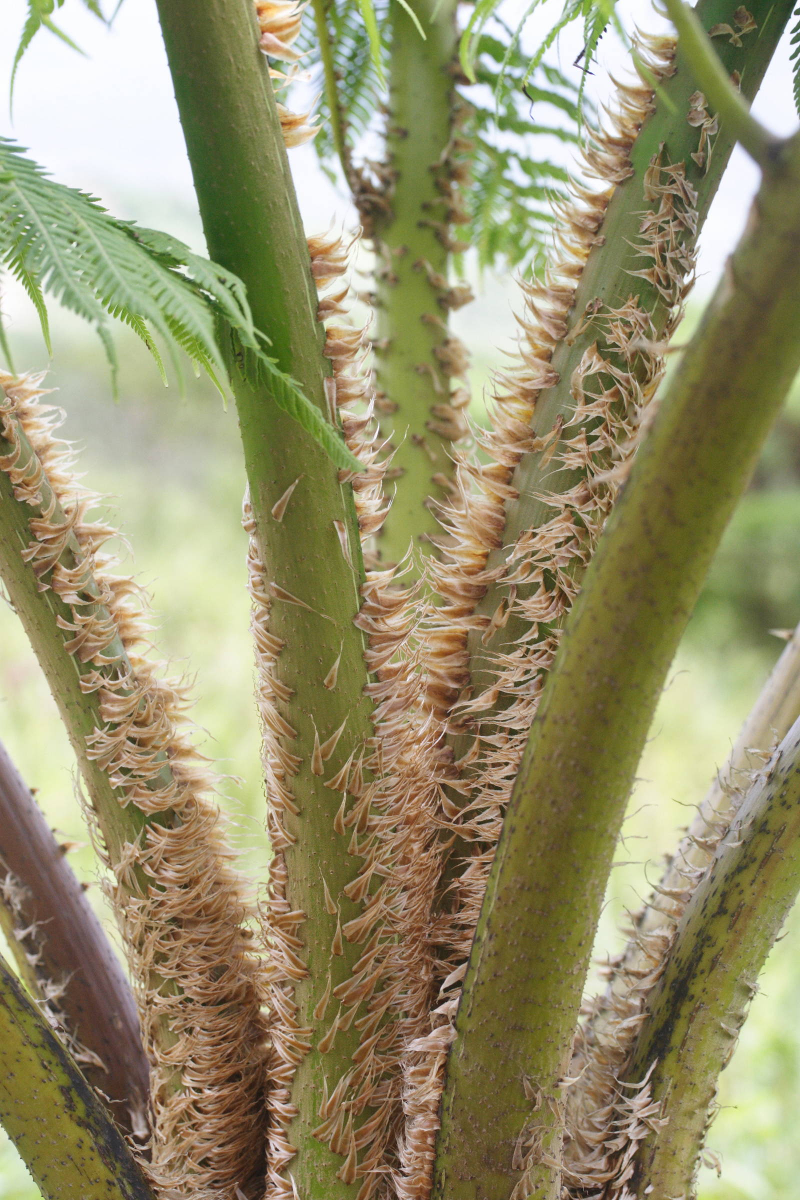 Afficher le média Cyathaea_arborea Cyathaea_arborea