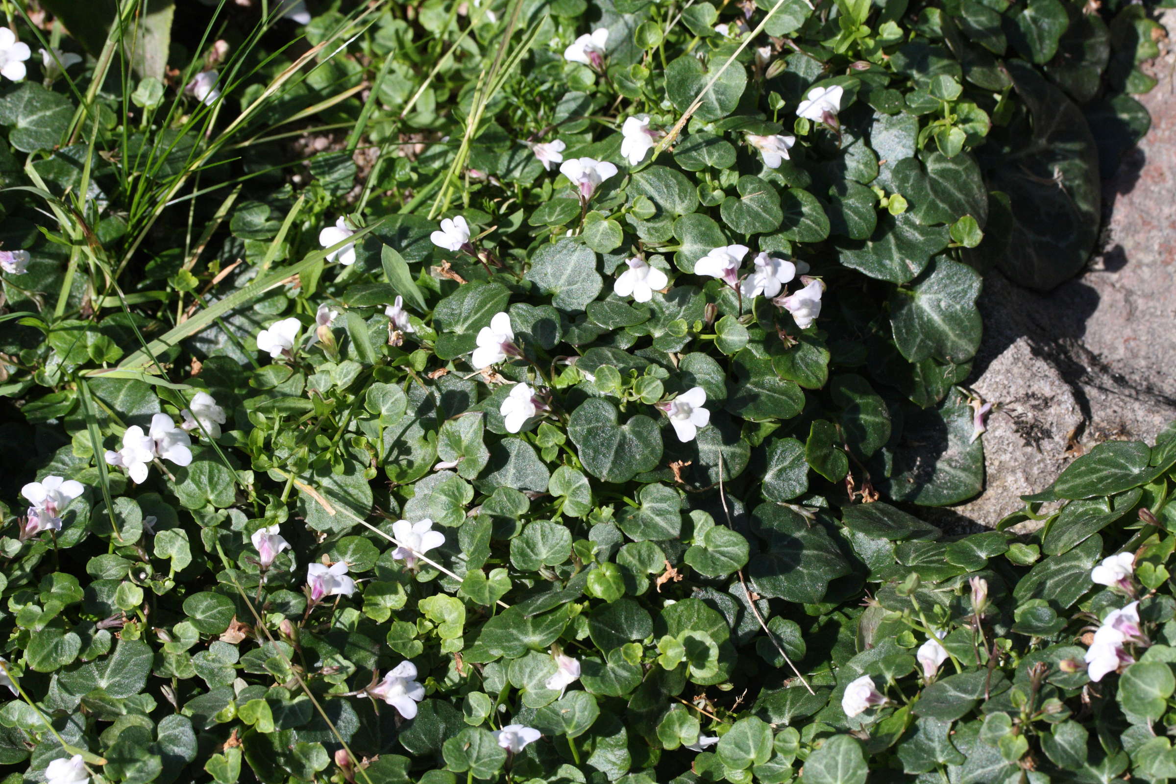 Afficher le média cymbalaria_hepaticifolia1md cymbalaria_hepaticifolia1md