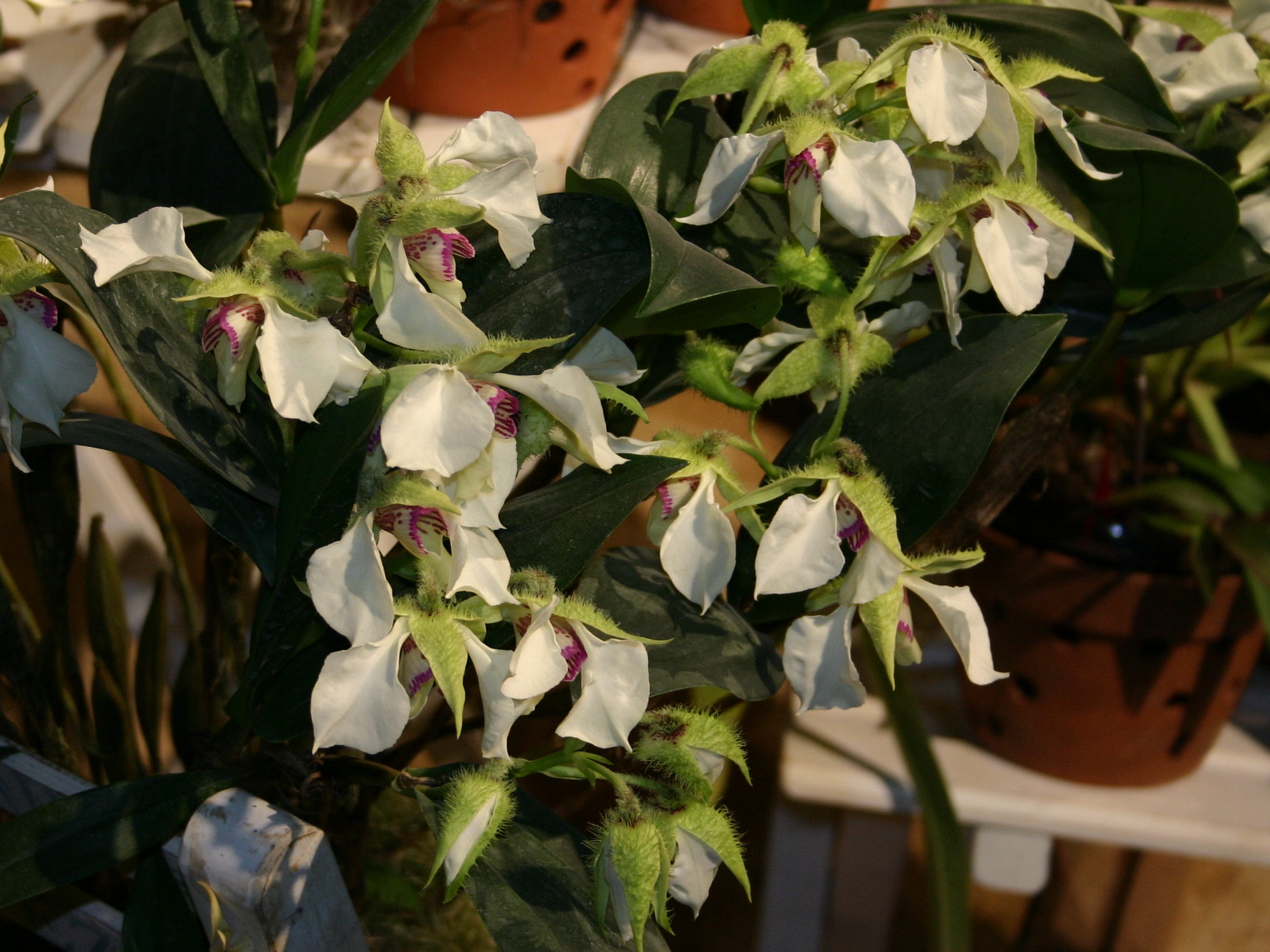dendrobium_eximium1sd