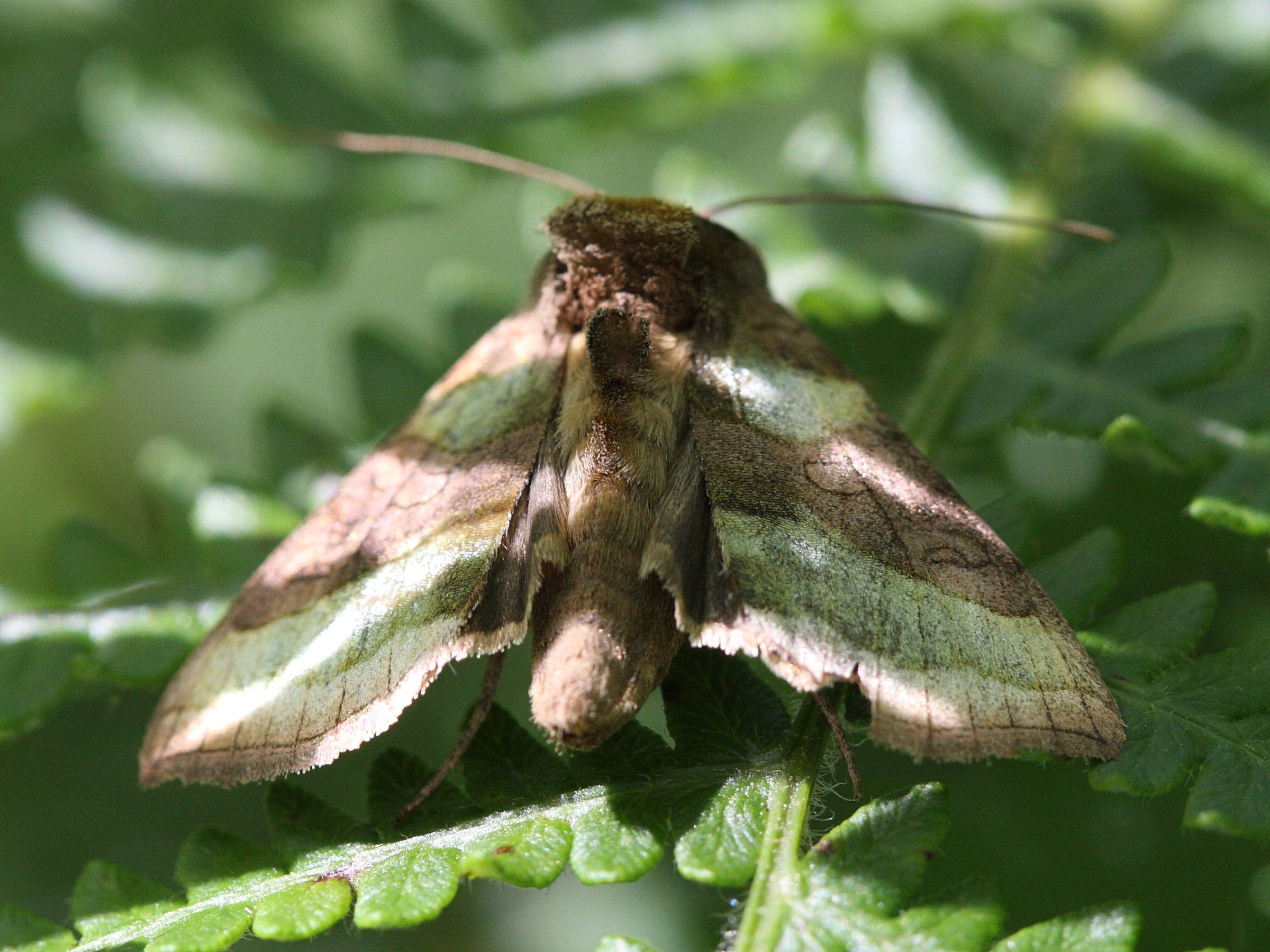 diachrysia_chrysitis4bd