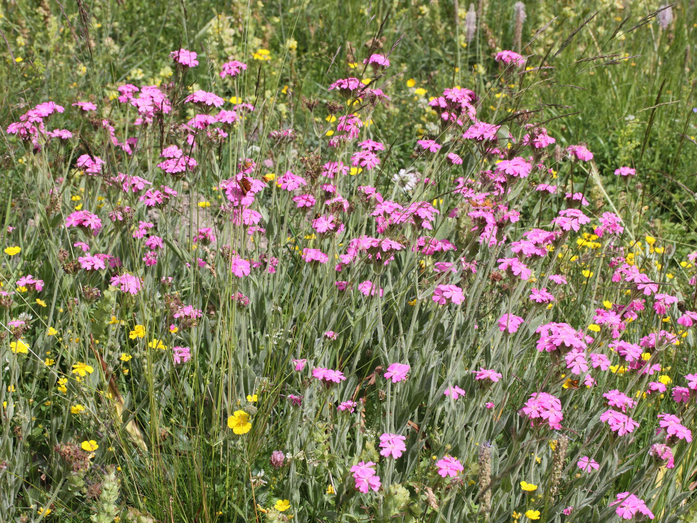 Afficher le média dianthus_carthusianorum1amd dianthus_carthusianorum1amd