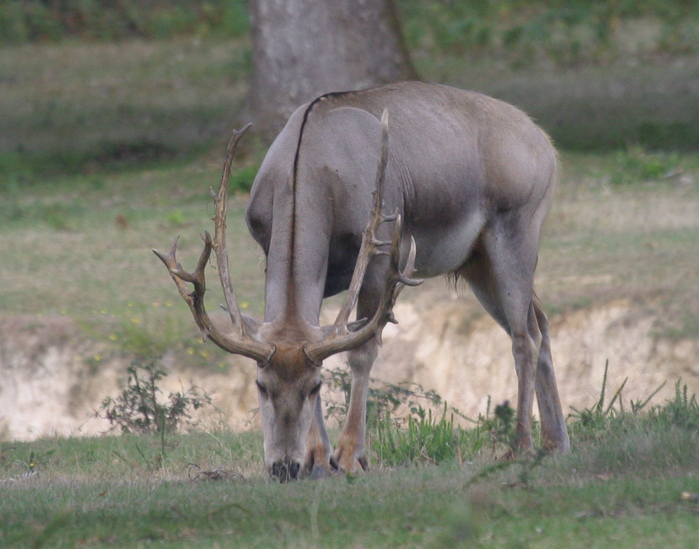 elaphurus_davidianus1bd