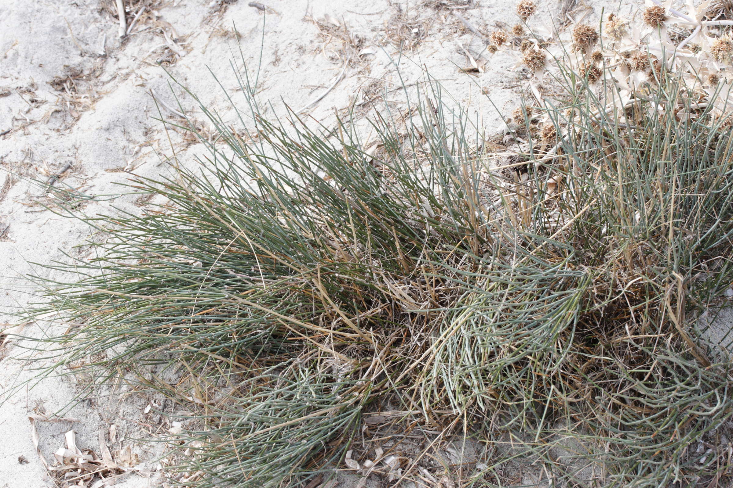 Afficher le média ephedra_distachya7md ephedra_distachya7md