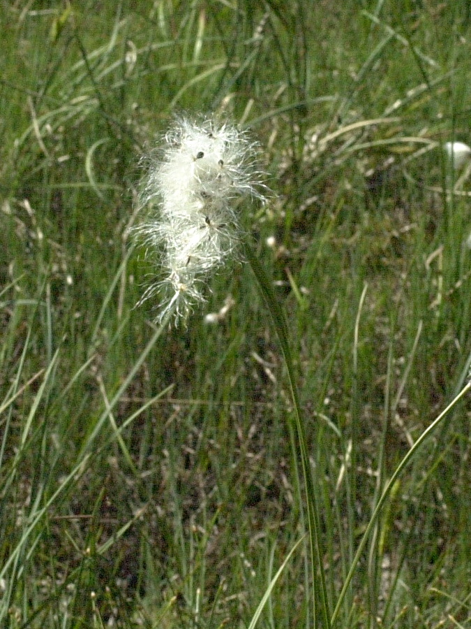eriophorum_vaginatum3amd