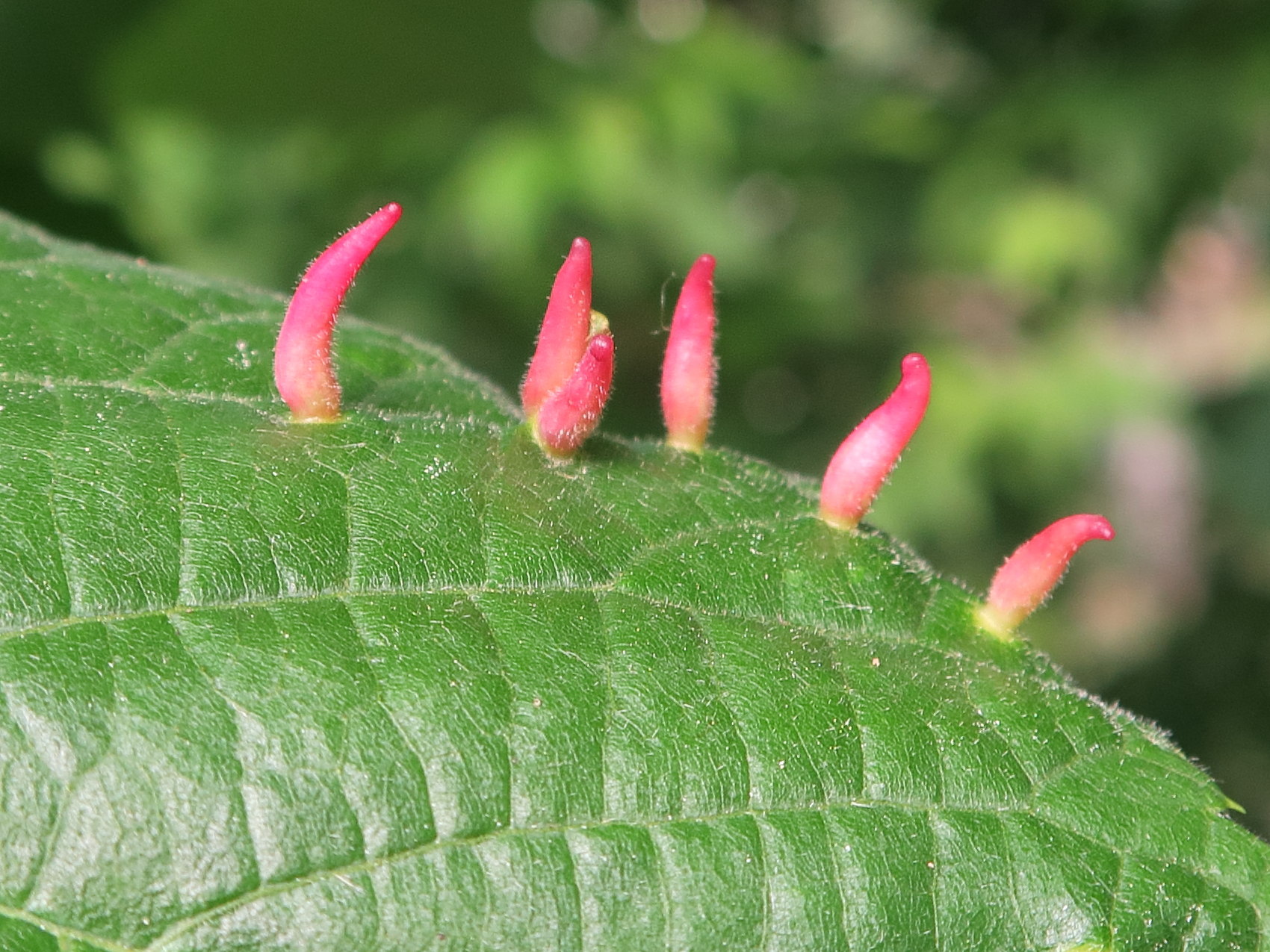 Afficher le média eriophyes_tiliae_galle5md eriophyes_tiliae_galle5md