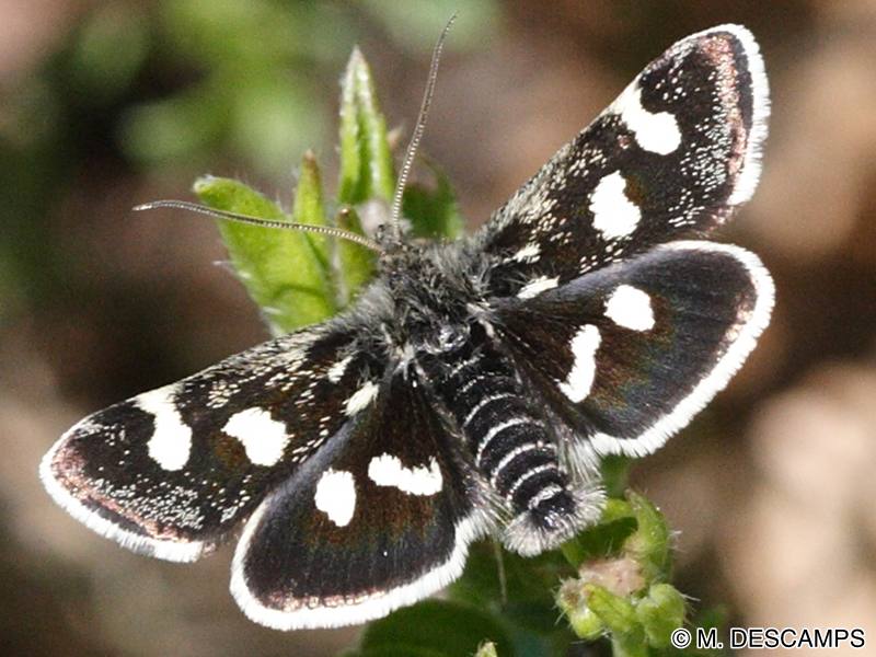 eurrhypis_pollinalis2