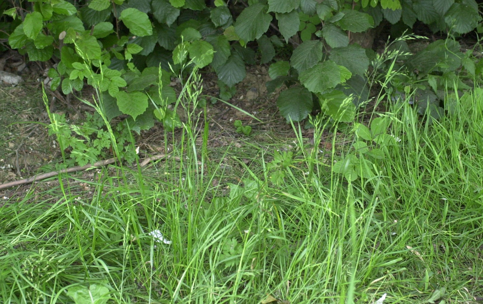 festuca_pratensis1md