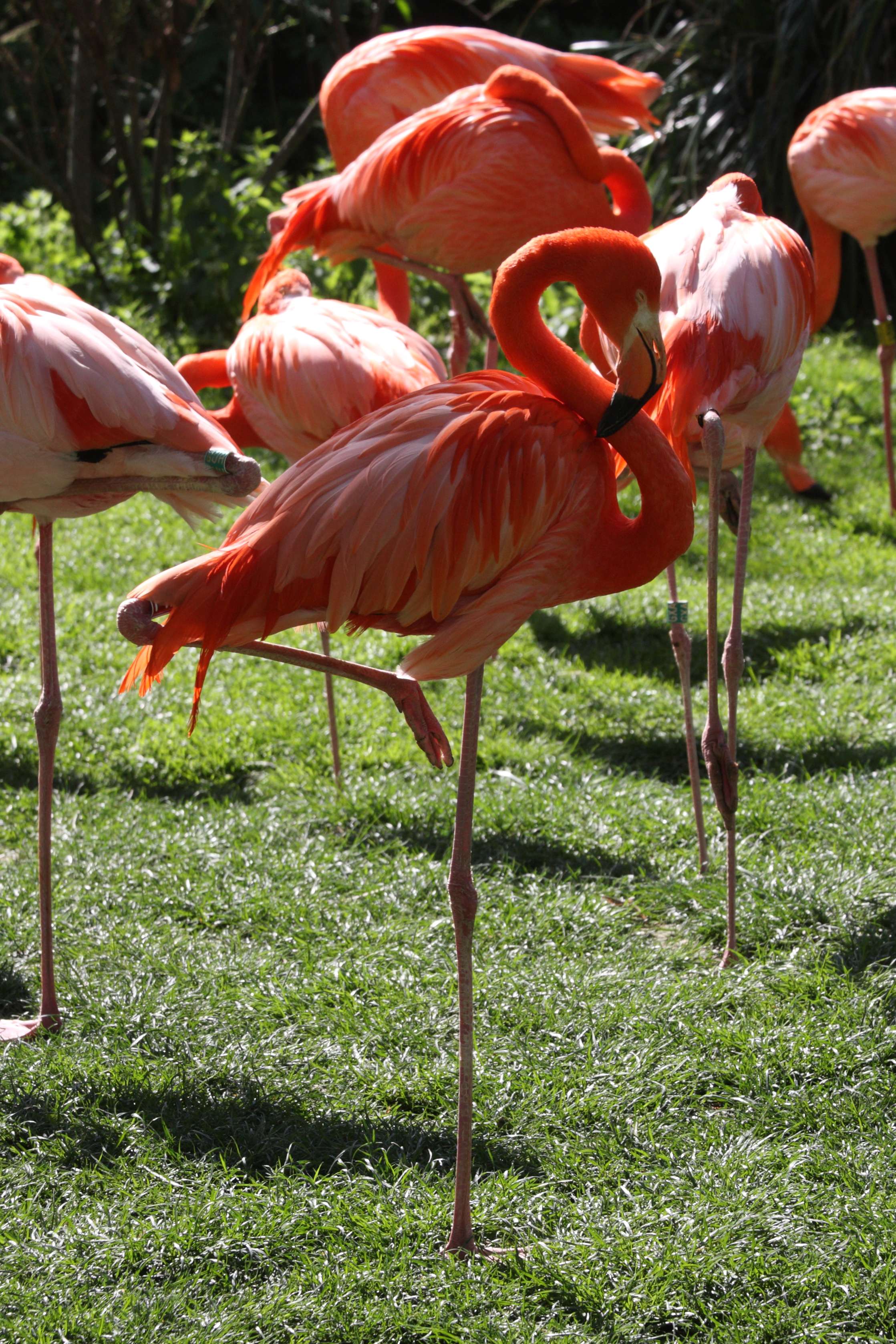 Afficher le média flamant_de_cuba_-_phoenicopterus_ruber2md flamant_de_cuba_-_phoenicopterus_ruber2md