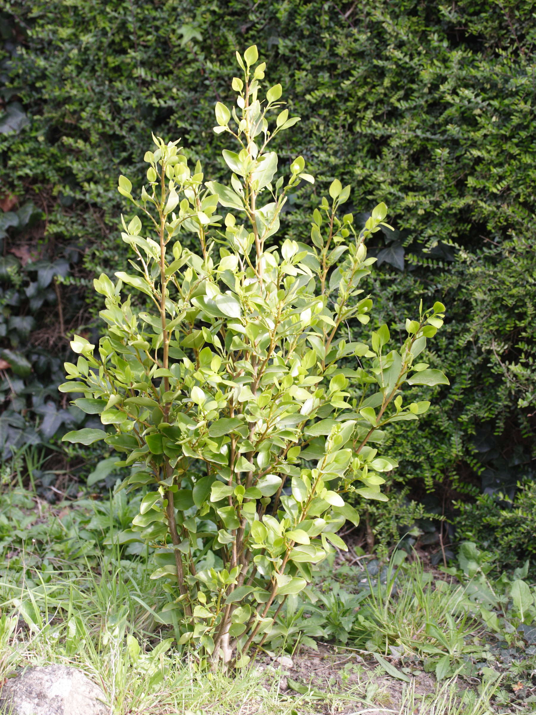 griselinia_littoralis2md