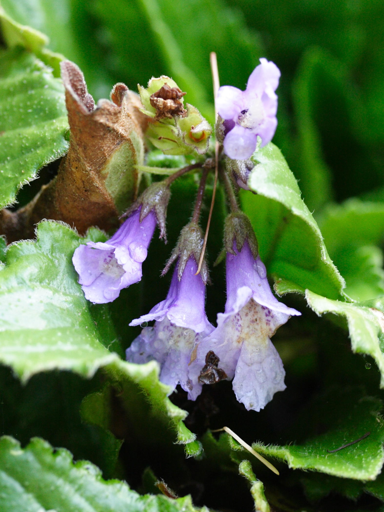 Afficher le média Haberlea_rhodopensis Haberlea_rhodopensis