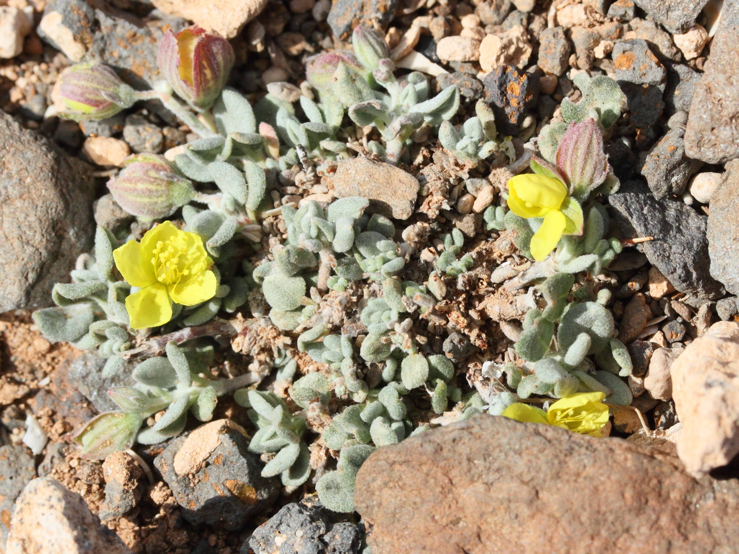 Afficher le média helianthemum_canariense3md helianthemum_canariense3md