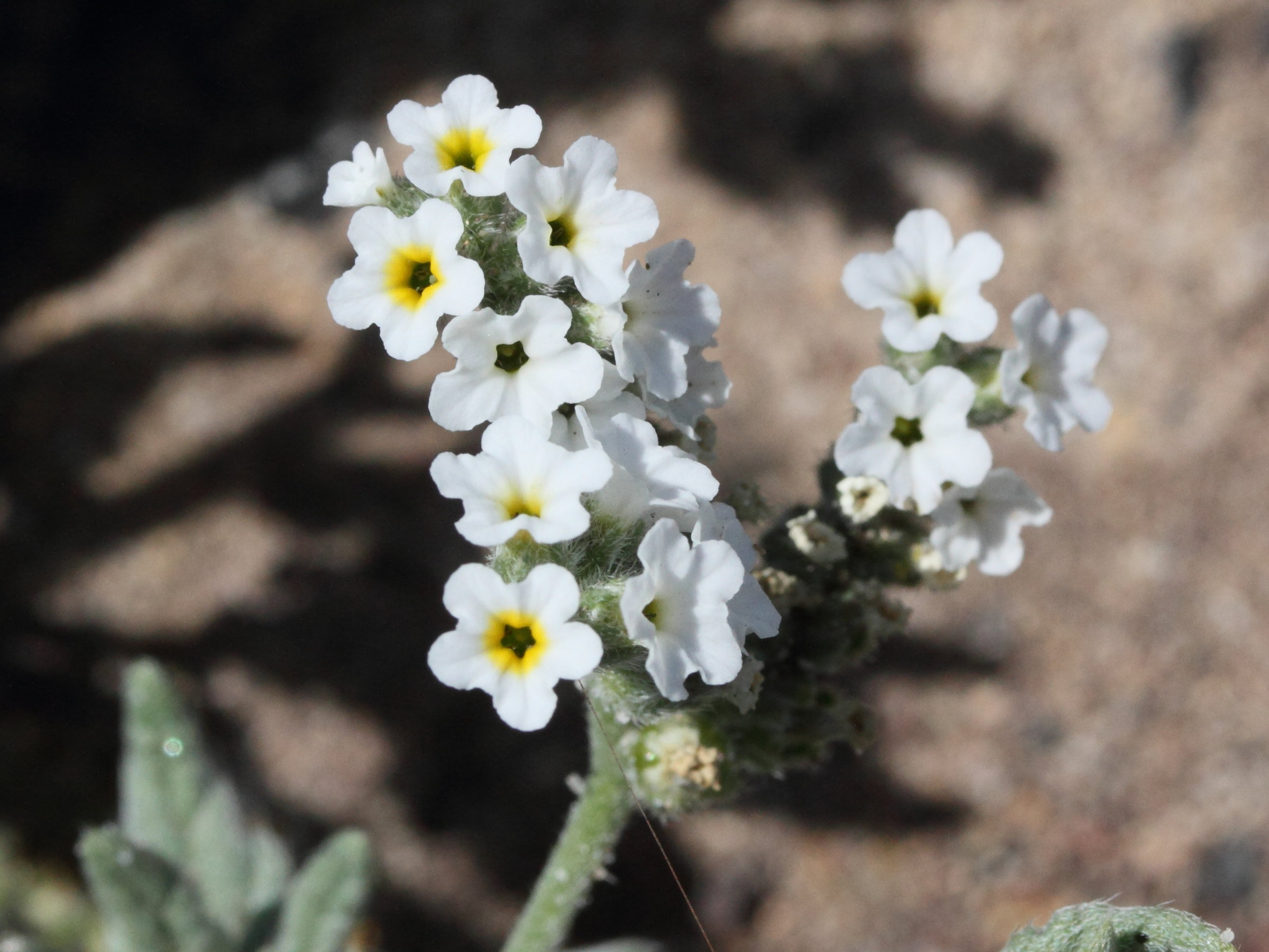 heliotropium_ramosissimum2md