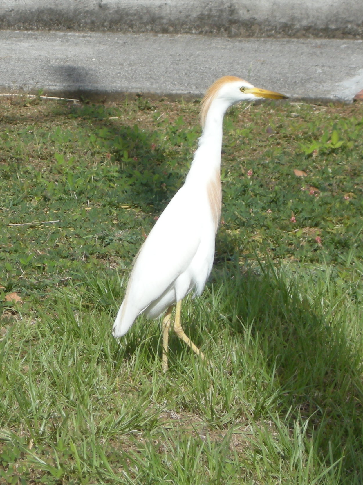 heron_gardeboeufs_-_bubulcus_ibis2md