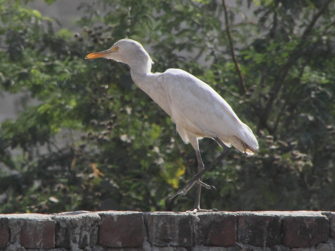 heron_gardeboeufs_-_bubulcus_ibis8md