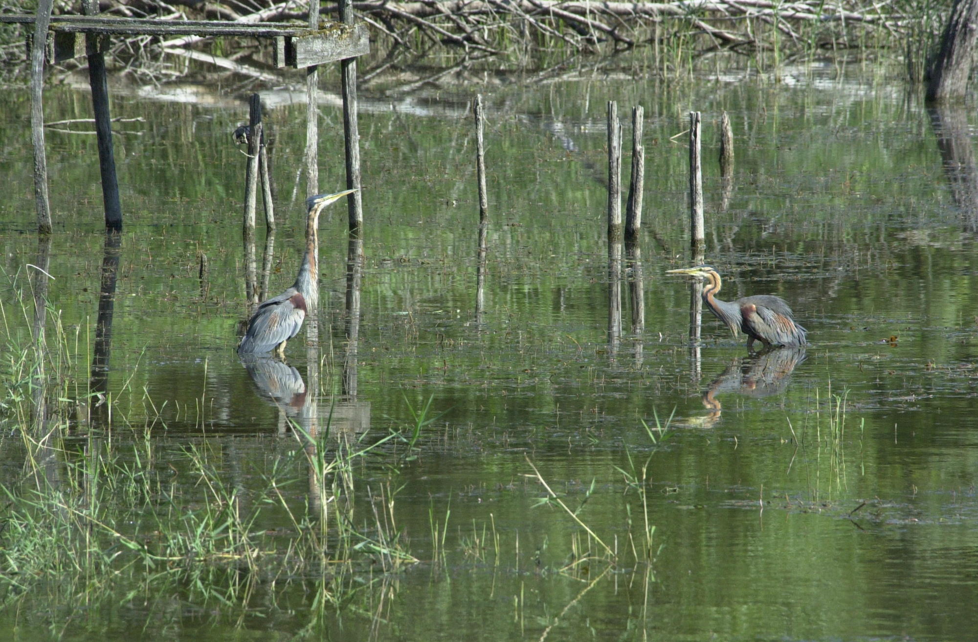 heron_pourpre_-_ardea_purpurea7md