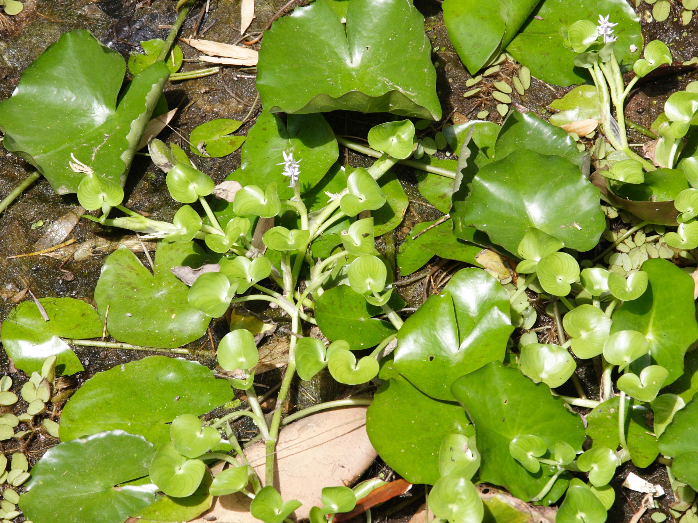 heteranthera_reniformis4md