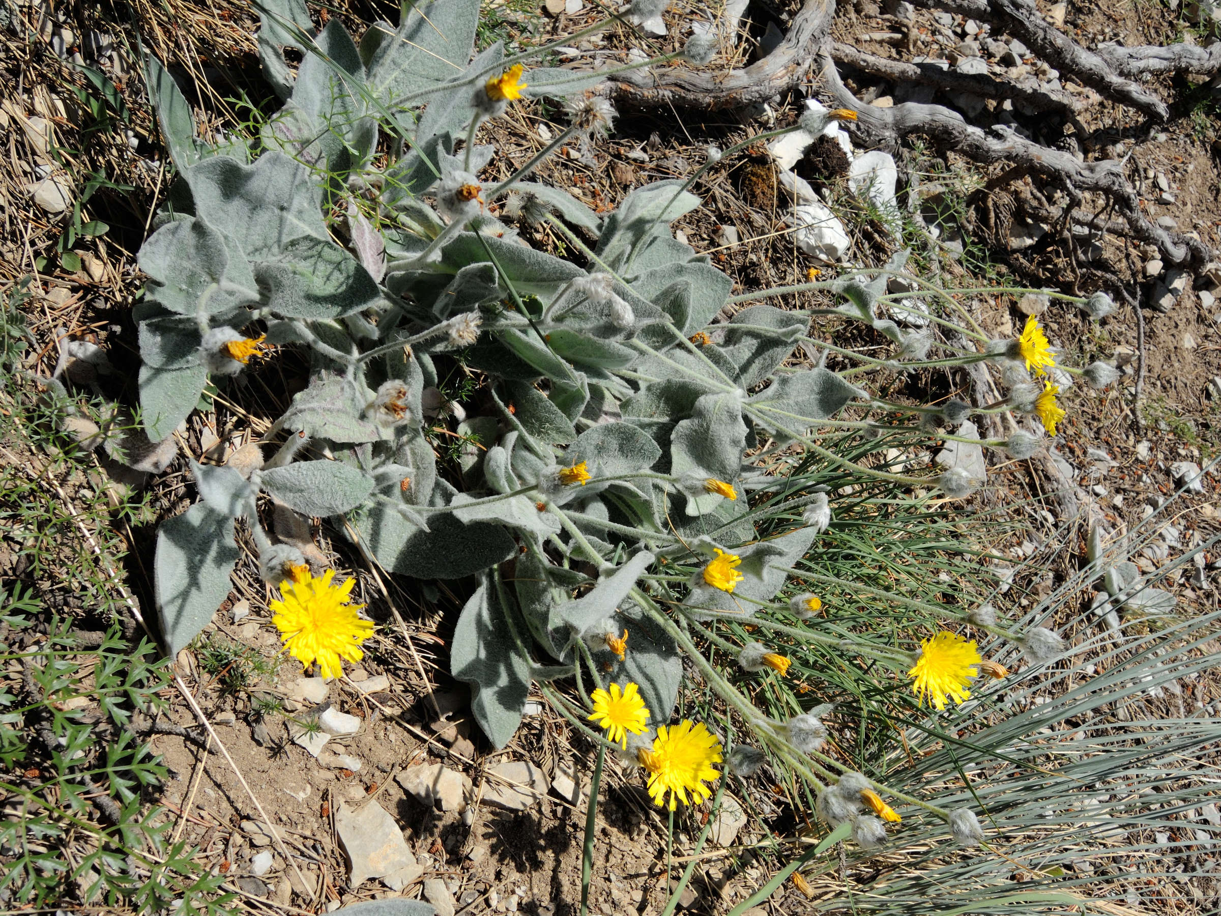 hieracium_tomentosum3md