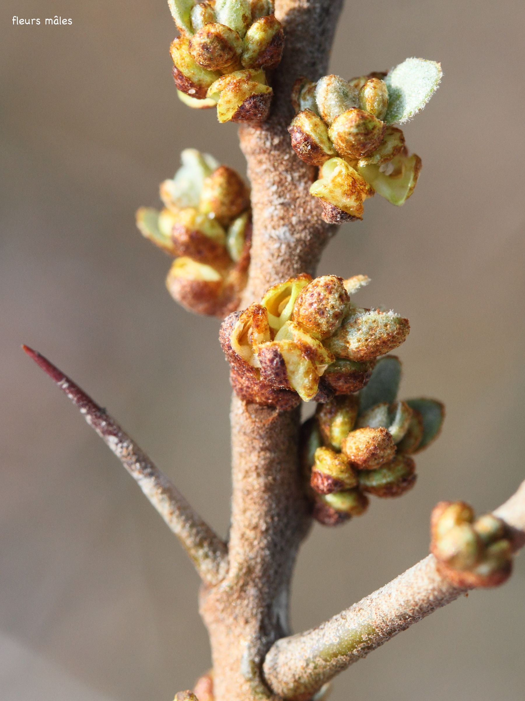 hippophae_rhamnoides7amd