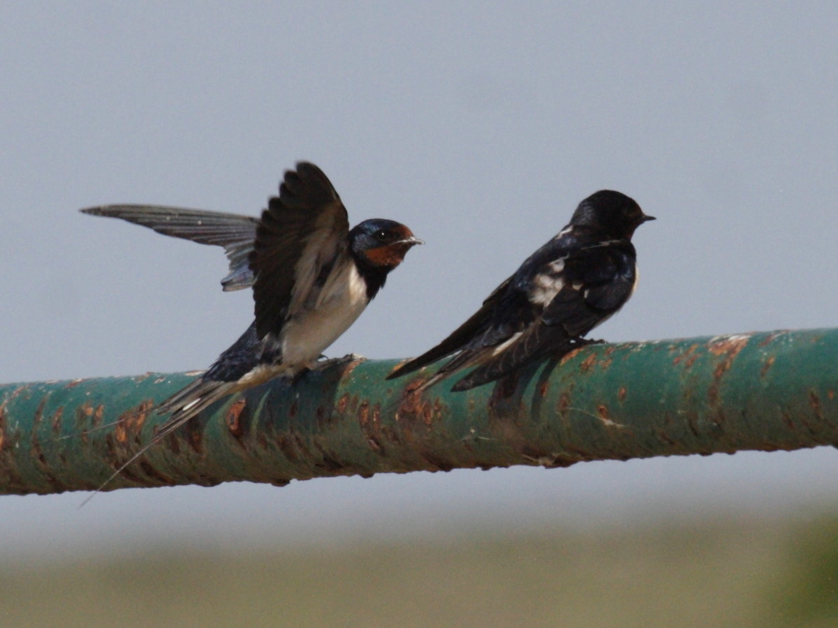 hirondelle_rustique_-_hirundo_rustica4bd