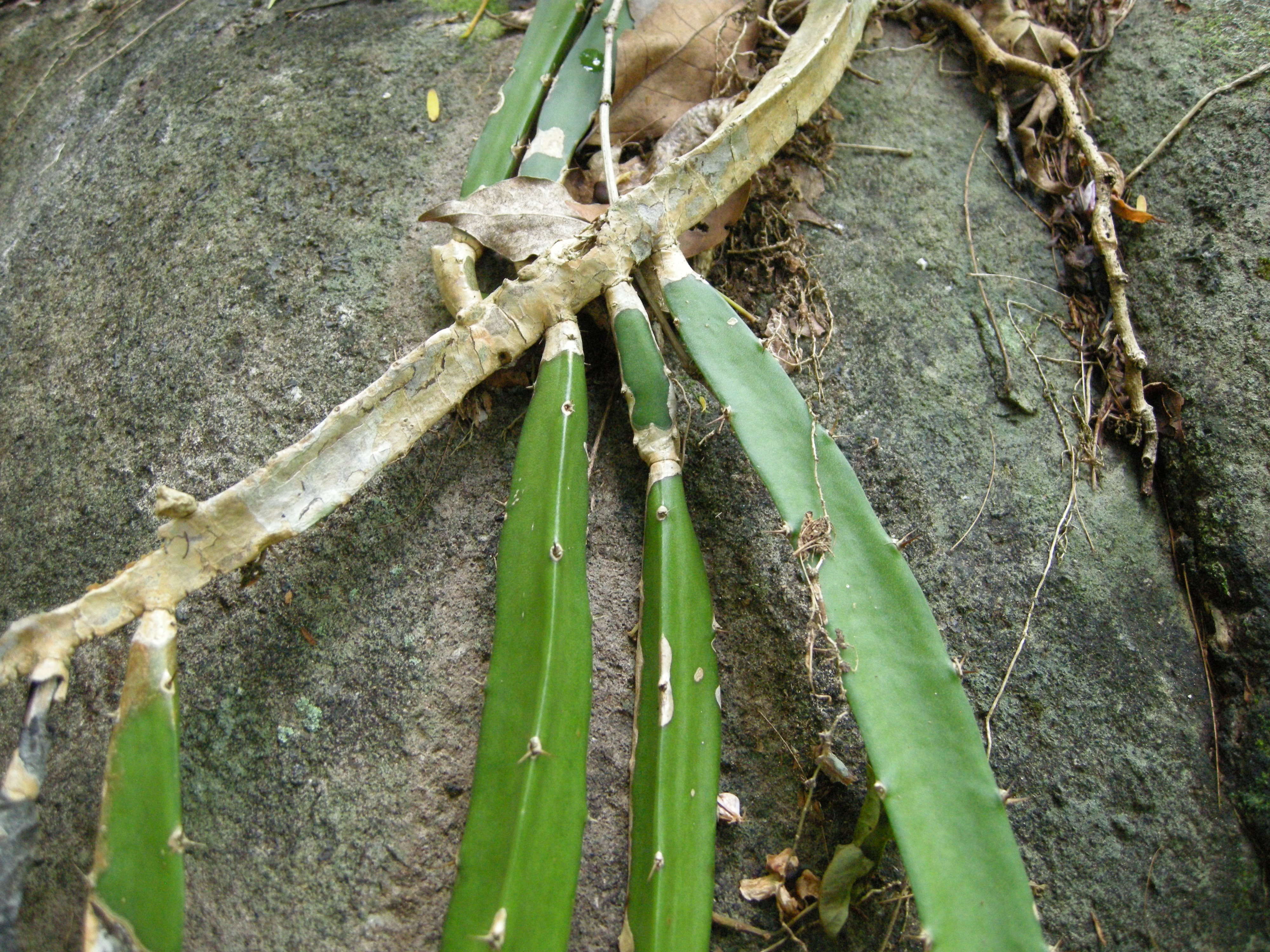 hylocereus_trigonus2md