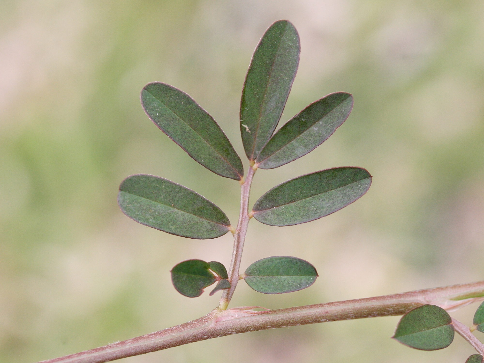 indigofera_spicata2md