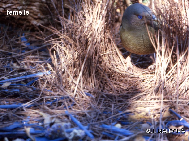jardinier_satine_-_ptilonorhynchus_violaceus4jm