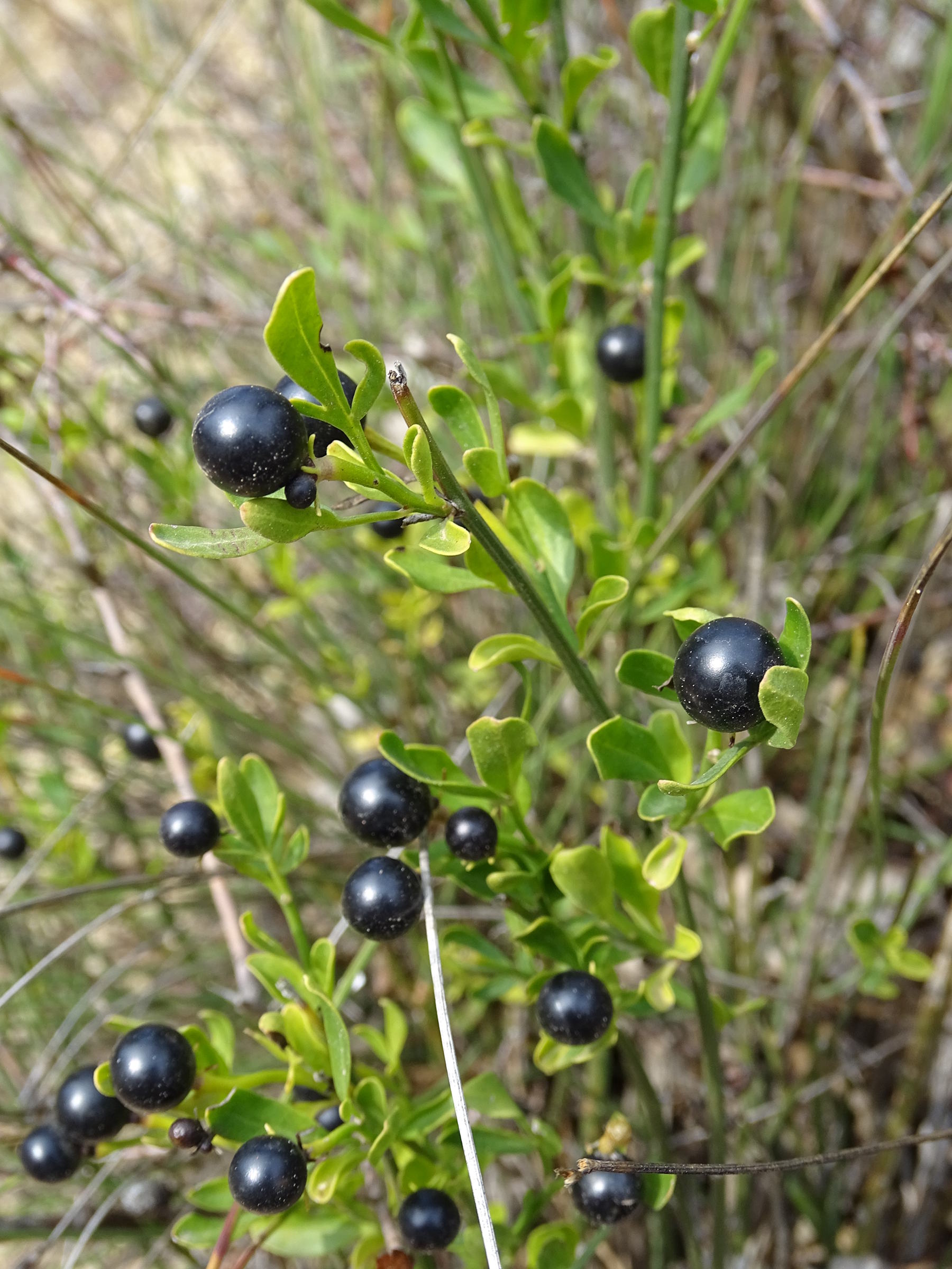 jasminum_fruticans6mv