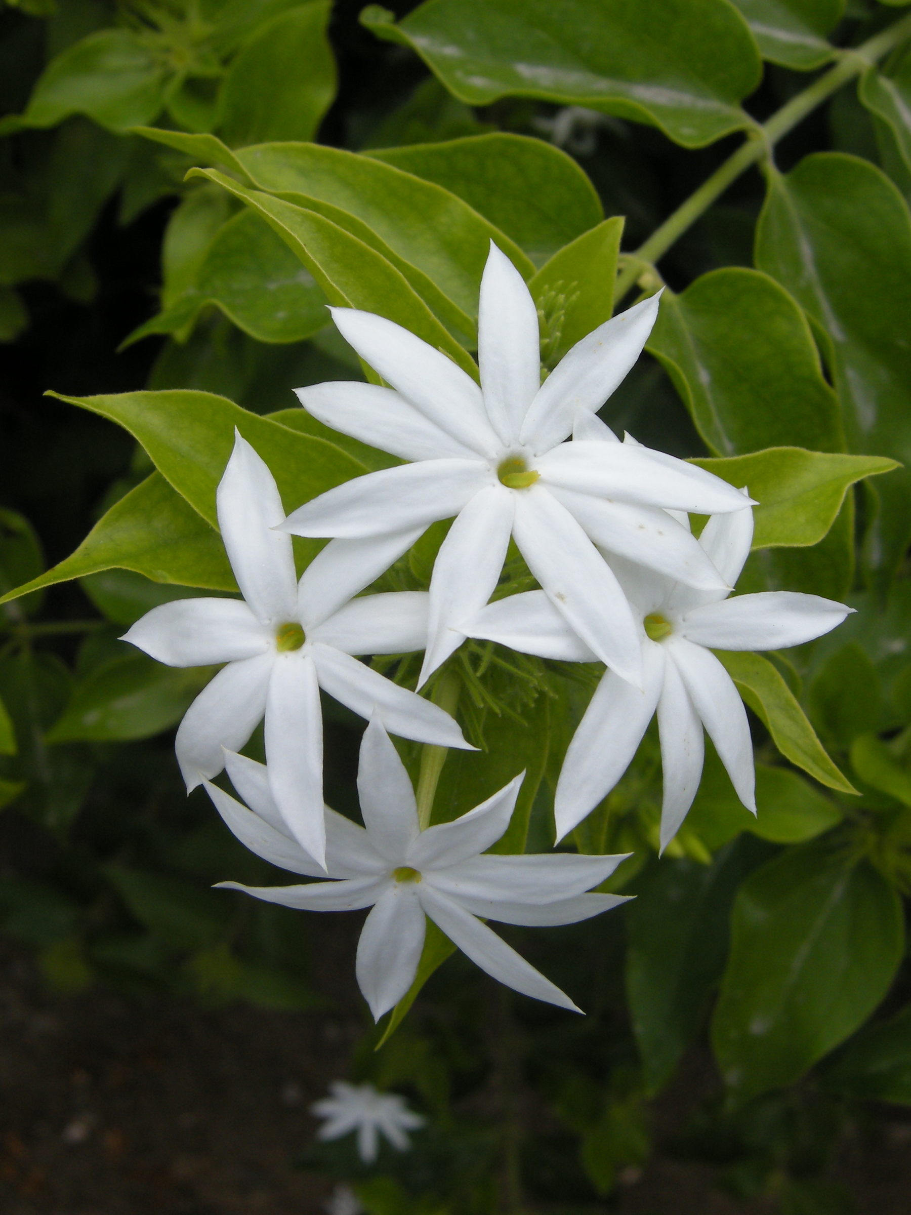 jasminum_laurifolium_nitidum2md