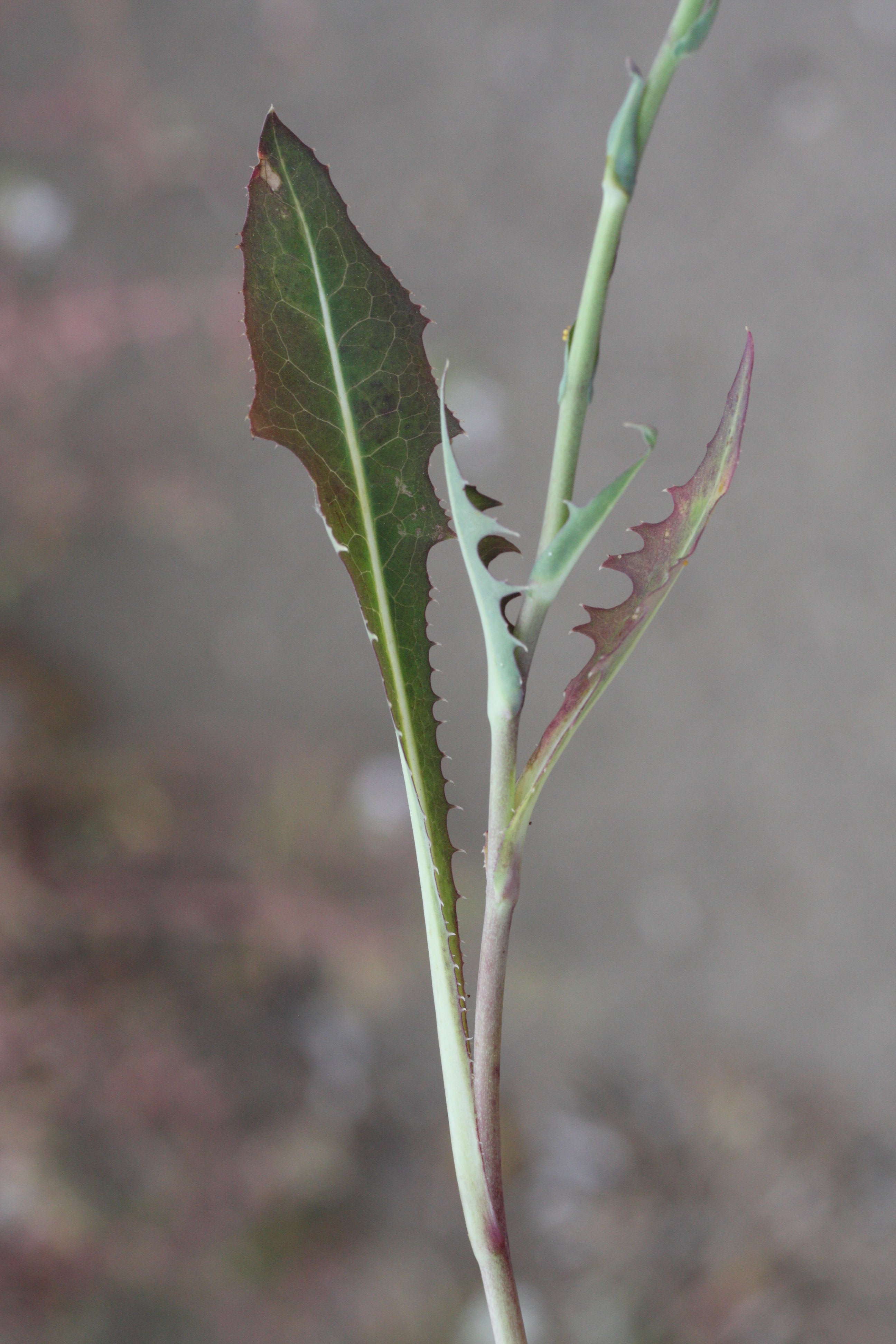 lactuca_tuberosa3md
