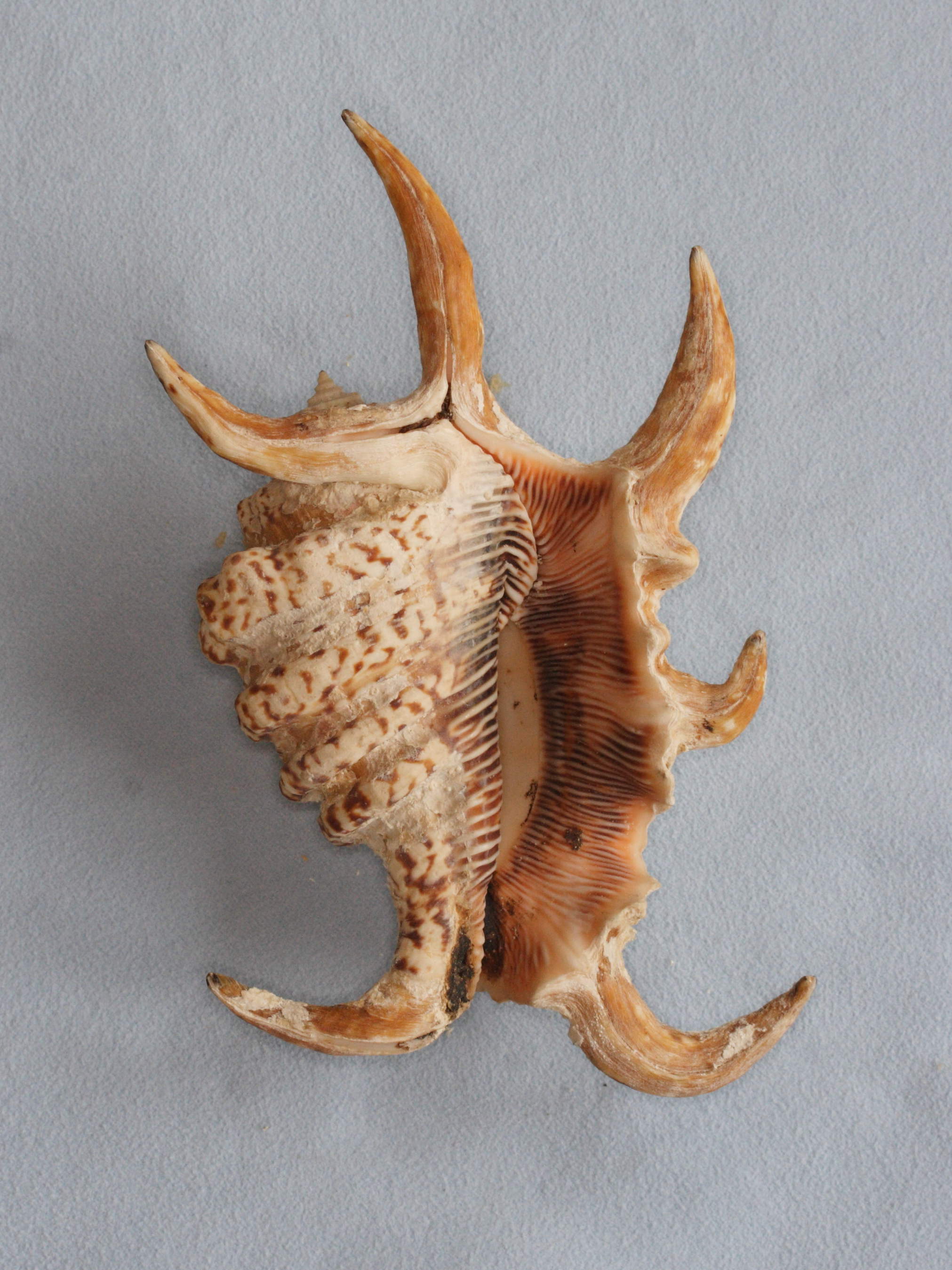 lambis_chiragra_arthritica1md