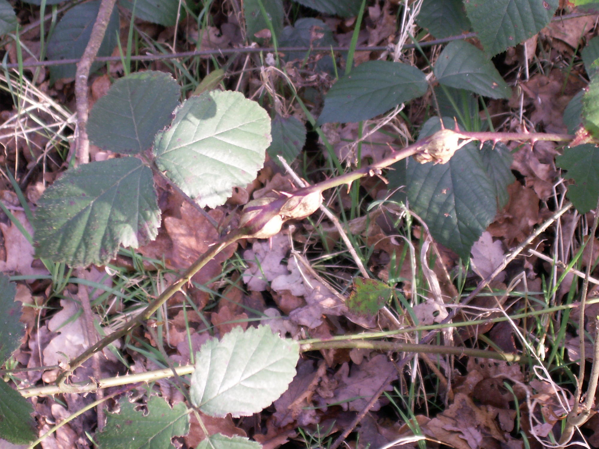 lasioptera_rubi_galle3md