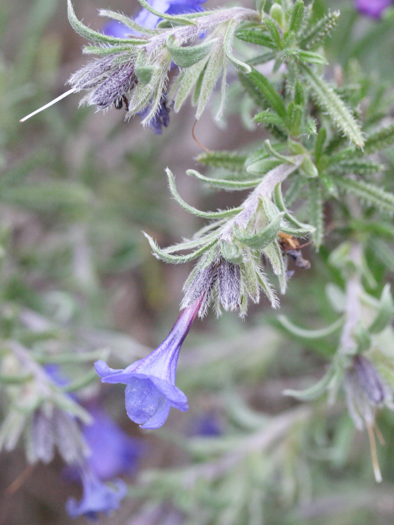 lithodora_fruticosa2md